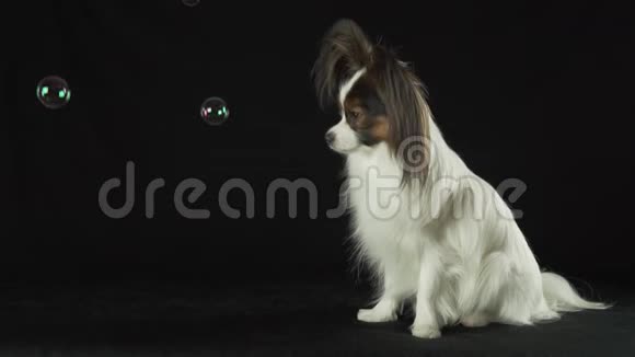 美丽的幼犬大陆玩具SpanielPapillon看着黑色背景的肥皂泡慢动作股票视频的预览图