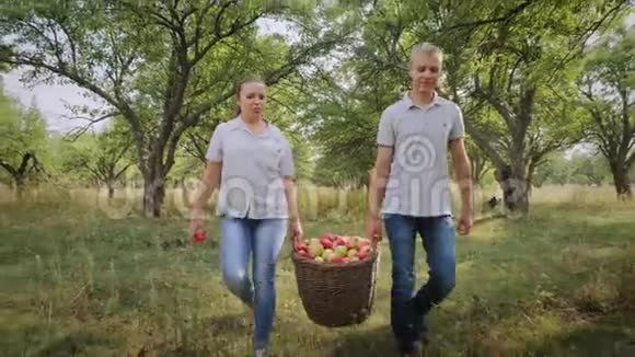 农民们背着一篮子苹果视频的预览图