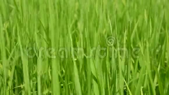 有选择的焦点是清爽的绿色稻田新鲜的稻树叶在明媚的午后阳光下的一个夏天视频的预览图