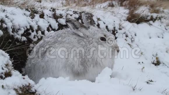 苏格兰山上一只山野兔穿着冬天的白色外套在暴风雪中视频的预览图