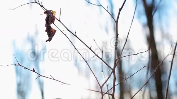 蜘蛛网和一棵小树视频的预览图