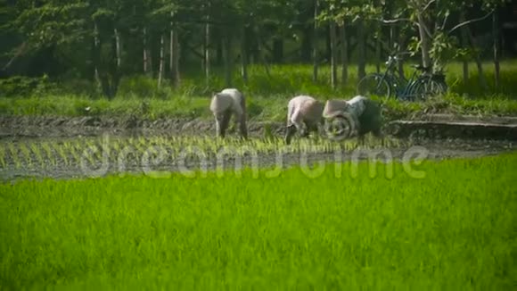 农民正在种植水稻视频的预览图