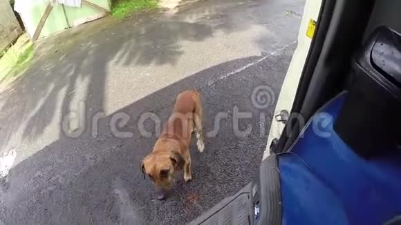 瘦小的棕色狗在找食物多米尼克人摸狗视频的预览图
