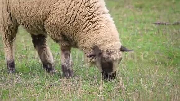 白羊和棕羊在草地上吃草吃草视频的预览图