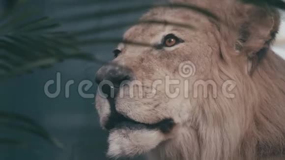 在植物丛林中接近人造假狮子视频的预览图