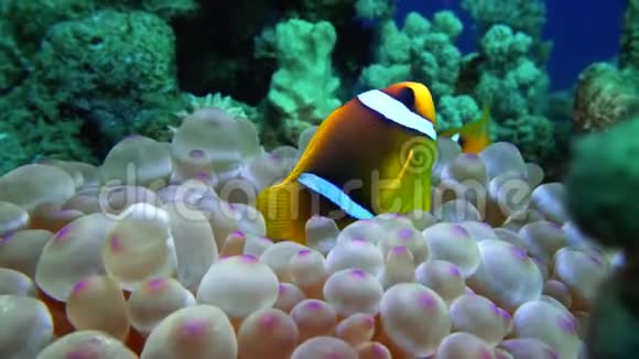 海葵释放水美丽的珊瑚虫视频的预览图