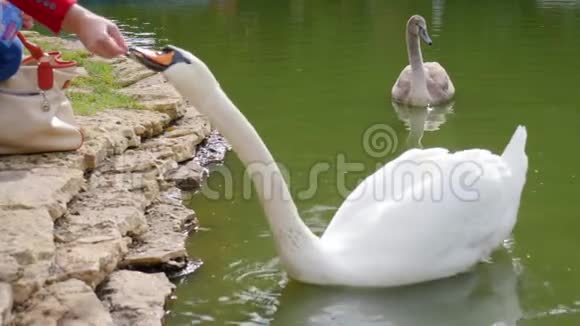 近距离的人手喂养一只漂浮在池塘里的白天鹅视频的预览图