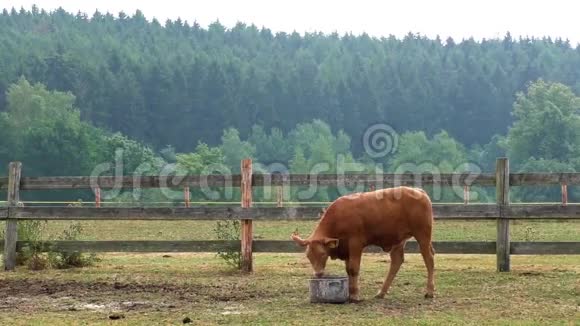 在一个夏季牧场上的小牛视频的预览图
