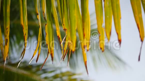在天堂热带海滩上椰子棕榈树的叶子映衬着蓝天暑假旅游假期背景概念视频的预览图