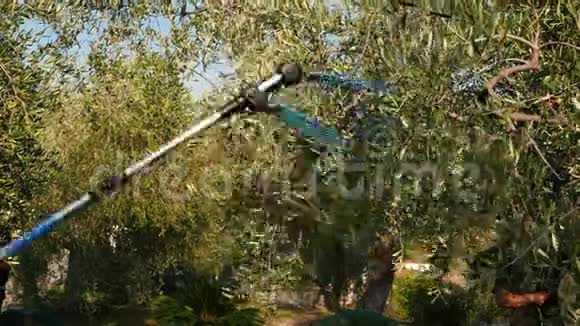 人从树上摘橄榄用伸缩电机动作慢在意大利利古里亚收获意大利橄榄油视频的预览图