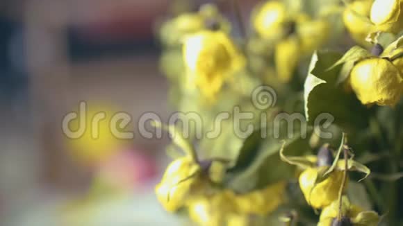 黄色玫瑰花束接近4K视频的预览图