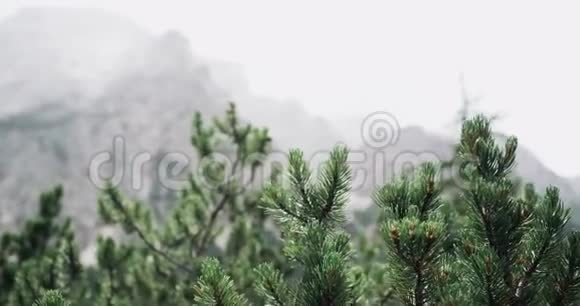 特写松树和背景完美的山景视频的预览图