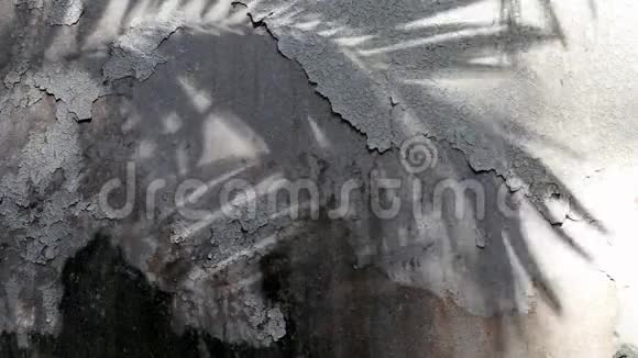 马尼拉棕榈树的影子老混凝土墙视频的预览图