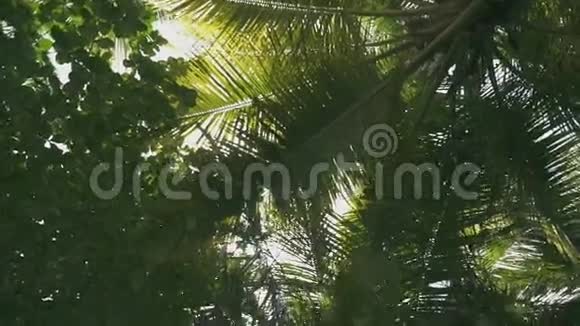 很多棕榈树和灌木丛视频的预览图