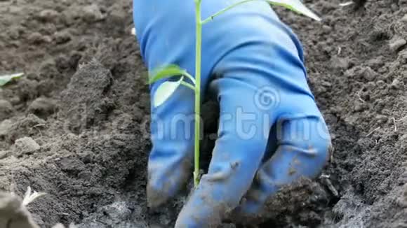 女人在地上挖了一个绿色的保加利亚胡椒队伍近景视频的预览图