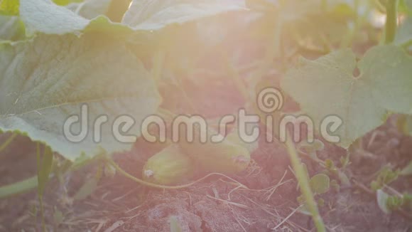 特写雌性的手从花园里撕下幼嫩的黄瓜视频的预览图