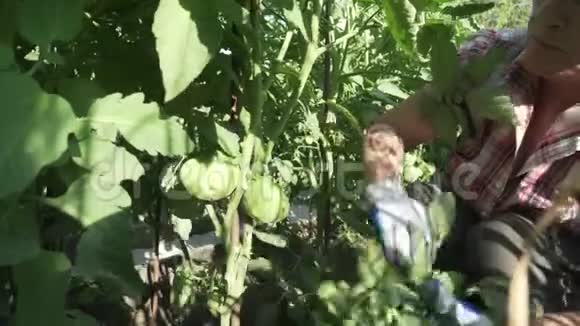 一位老年妇女关心花园里的植物在灌木丛中剪下不必要的树枝番茄库存录像视频的预览图