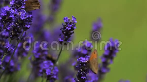 守门人蝴蝶蟒蛇从罗维德花卉诺曼底视频的预览图