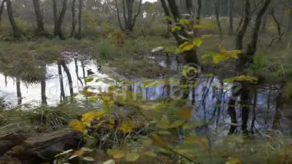 在森林里的水上拍摄镜头视频的预览图