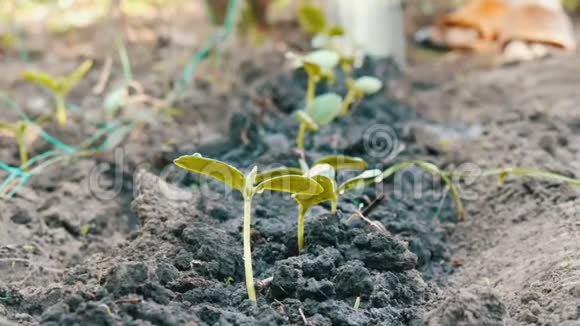 黄瓜在地上长出美丽的小芽用浇水罐浇水宏观近景视频的预览图