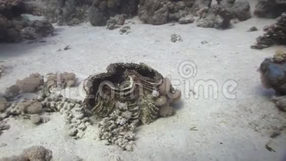 在红海的珊瑚片之间渗透着一个巨大的蜥蜴视频的预览图