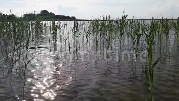 沙茨克湖的日落视频的预览图