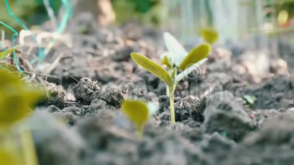 黄瓜在地上长出美丽的小芽用浇水罐浇水宏观近景视频的预览图