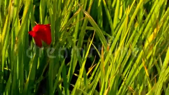 绿稻田红玫瑰特写视频的预览图