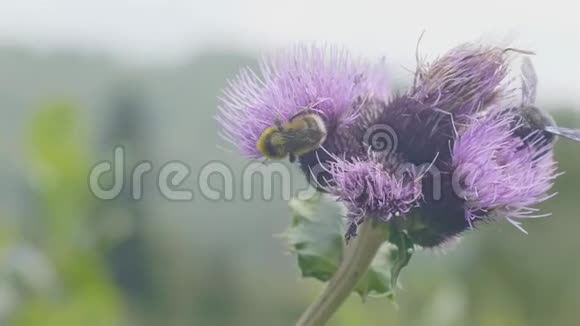 蜜蜂在开花的草地上飞舞授粉视频的预览图