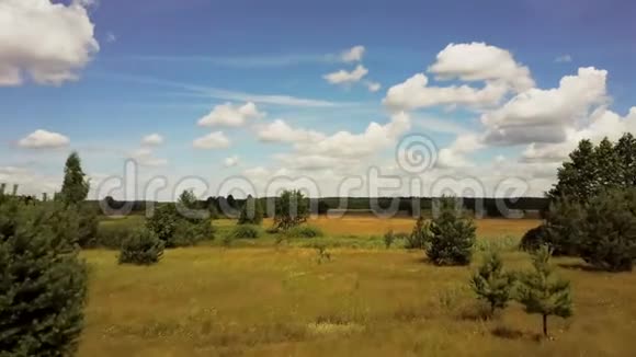 无人机低空飞过茂密的草地和树木宁静的阳光田野的空中拍摄夏季自然景观4K视频的预览图