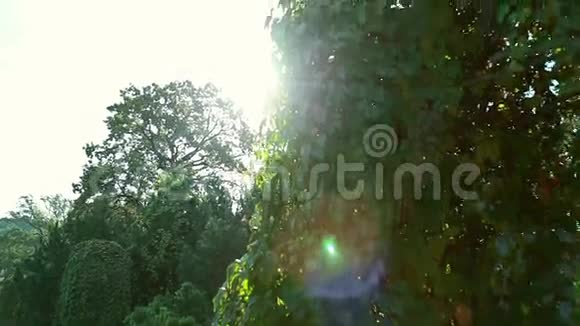 太阳透过树叶发出的光视频的预览图