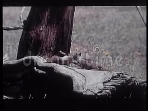 两只深情的松鼠在荒野里玩耍视频的预览图