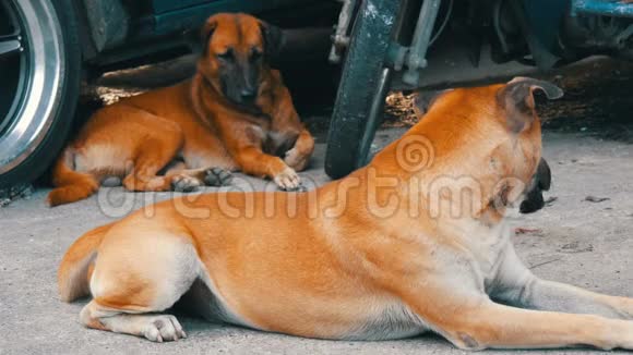 泰国一辆汽车附近的街道上躺着两只孤独的狗视频的预览图