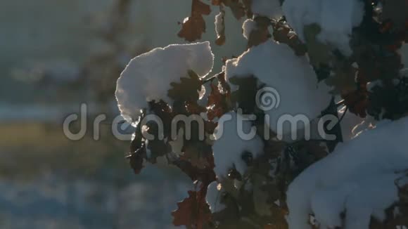 有橡树叶的树枝上盖着一顶雪帽背光下雪视频的预览图