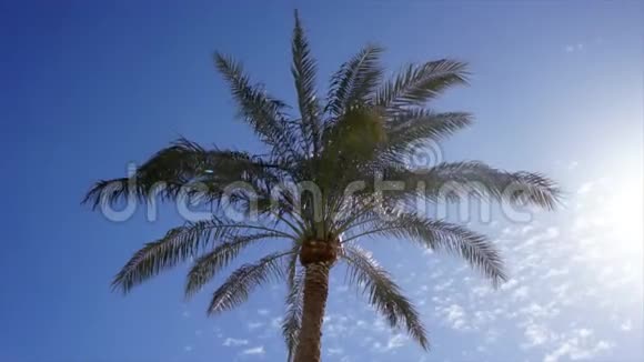 在晴朗的天空下提供低角度的棕榈顶景视频的预览图
