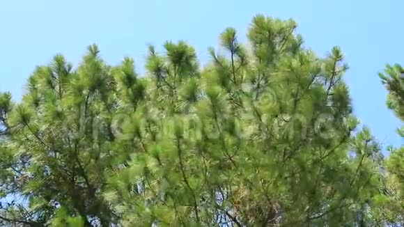 松树和晴朗的天空视频的预览图