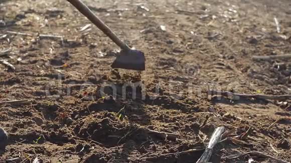 用锄头耕种耕地视频的预览图