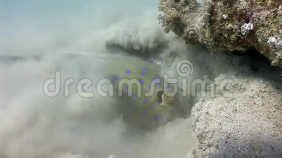 蓝斑黄貂鱼钻入沙中水下特写镜头视频的预览图