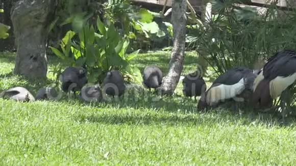几内亚鸡种在绿草上视频的预览图