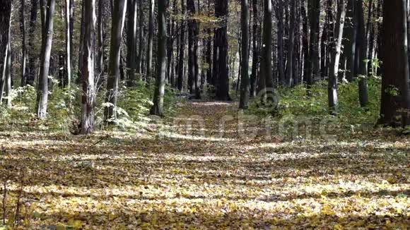 秋天温暖的一天干燥的树叶从森林里的树上飘落下来视频的预览图