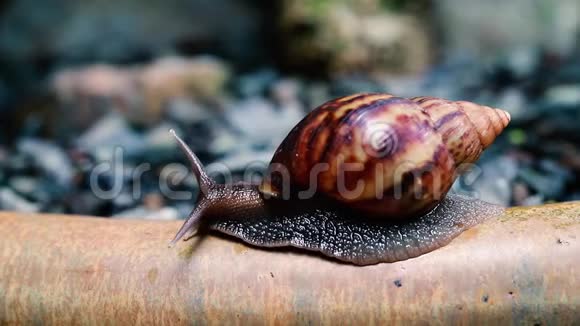 蜗牛慢慢地爬过锅视频的预览图