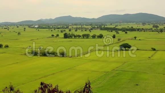 绿米稻田的景观泰国Kanchanaburi省视频的预览图