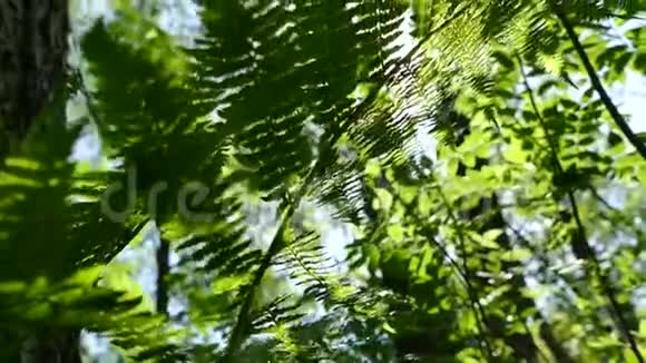 阳光透过美丽的春天森林里的蕨类植物的叶子照射进来视频的预览图