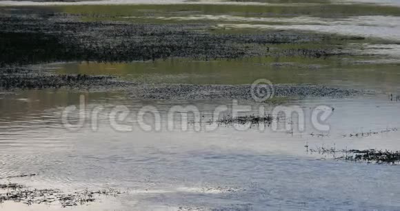 纳帕海湿地香格里拉湖4k云反射视频的预览图