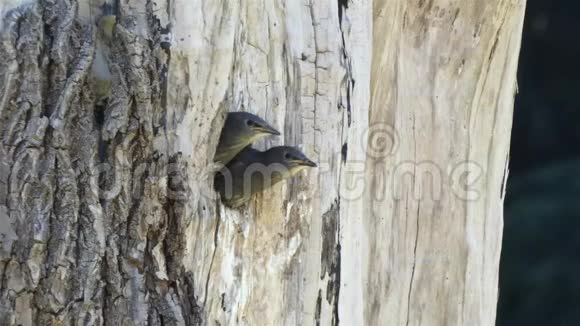 小知更鸟坐在树上的圆洞里视频的预览图