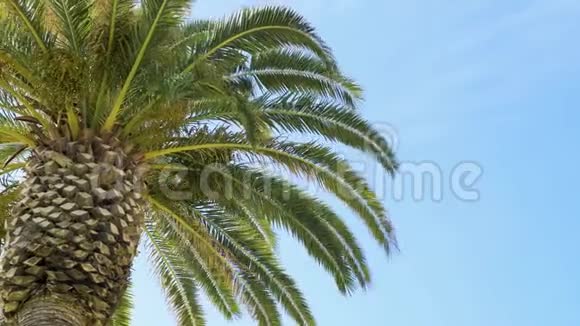 蓝天上的绿棕榈树叶视频的预览图