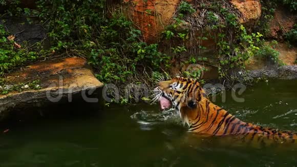 孟加拉虎吃肉游泳视频的预览图