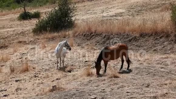 马在西西里田里吃干草视频的预览图