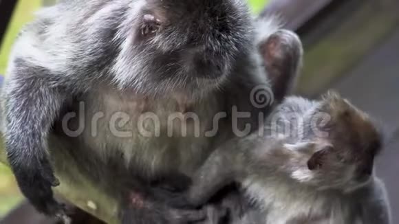 银叶猴短尾猴和小宝宝视频的预览图