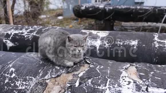 街道供暖主管道灰猫晒暖管视频的预览图
